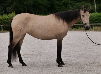 Koń andaluzyjski, Klacz, 6 lat, 153 cm, Bułana