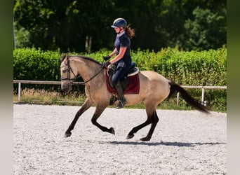 Koń andaluzyjski, Klacz, 6 lat, 153 cm, Bułana