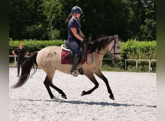 Koń andaluzyjski, Klacz, 6 lat, 153 cm, Bułana