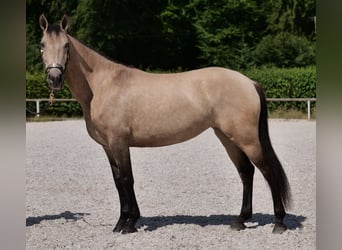 Koń andaluzyjski, Klacz, 6 lat, 153 cm, Bułana