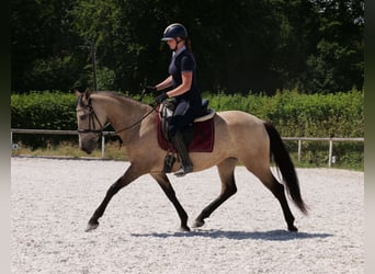 Koń andaluzyjski, Klacz, 6 lat, 153 cm, Bułana
