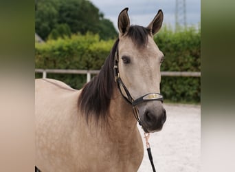 Koń andaluzyjski, Klacz, 6 lat, 153 cm, Bułana