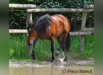 Koń andaluzyjski, Klacz, 6 lat, 153 cm, Gniada