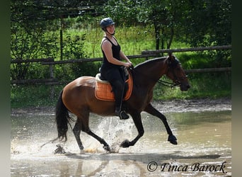 Koń andaluzyjski, Klacz, 6 lat, 153 cm, Gniada