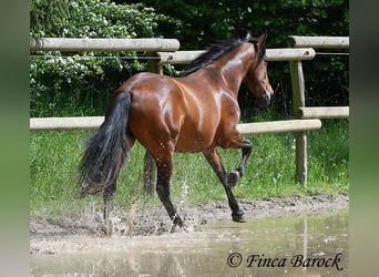 Koń andaluzyjski, Klacz, 6 lat, 153 cm, Gniada