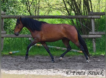 Koń andaluzyjski, Klacz, 6 lat, 153 cm, Gniada