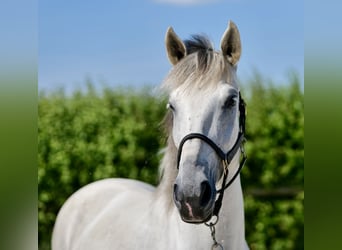 Koń andaluzyjski, Klacz, 6 lat, 153 cm, Siwa