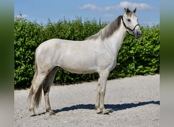 Koń andaluzyjski, Klacz, 6 lat, 153 cm, Siwa
