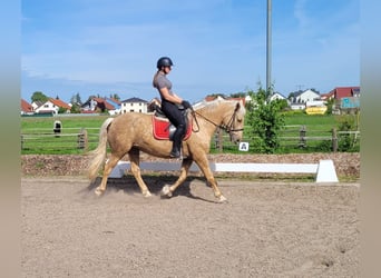 Koń andaluzyjski Mix, Klacz, 6 lat, 155 cm, Bułana