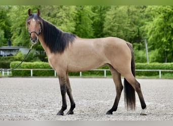 Koń andaluzyjski, Klacz, 6 lat, 155 cm, Bułana