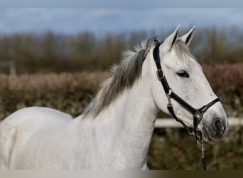 Koń andaluzyjski, Klacz, 6 lat, 155 cm, Siwa