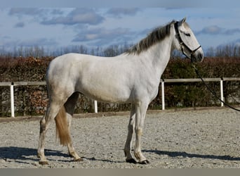 Koń andaluzyjski, Klacz, 6 lat, 155 cm, Siwa