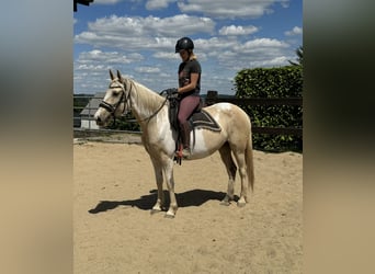 Koń andaluzyjski, Klacz, 6 lat, 155 cm, Srokata
