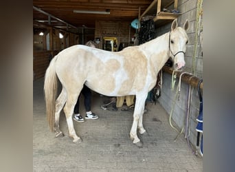 Koń andaluzyjski, Klacz, 6 lat, 155 cm, Srokata