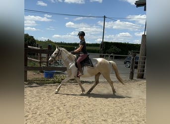 Koń andaluzyjski, Klacz, 6 lat, 155 cm, Srokata