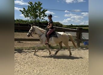 Koń andaluzyjski, Klacz, 6 lat, 155 cm, Srokata