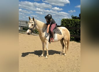 Koń andaluzyjski, Klacz, 6 lat, 155 cm, Srokata