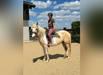 Koń andaluzyjski, Klacz, 6 lat, 155 cm, Srokata