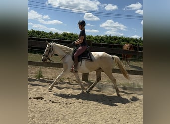 Koń andaluzyjski, Klacz, 6 lat, 155 cm, Srokata