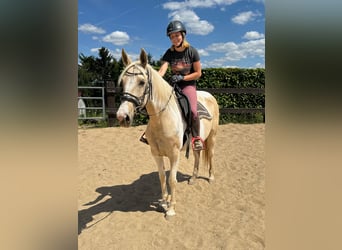 Koń andaluzyjski, Klacz, 6 lat, 155 cm, Srokata