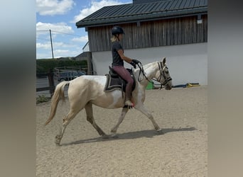 Koń andaluzyjski, Klacz, 6 lat, 155 cm, Srokata