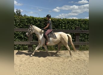 Koń andaluzyjski, Klacz, 6 lat, 155 cm, Srokata
