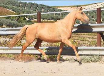 Koń andaluzyjski, Klacz, 6 lat, 156 cm, Izabelowata