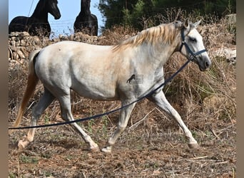 Koń andaluzyjski, Klacz, 6 lat, 158 cm, Siwa