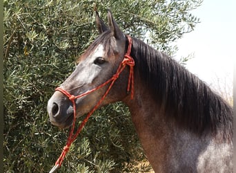 Koń andaluzyjski Mix, Klacz, 6 lat, 158 cm, Siwa