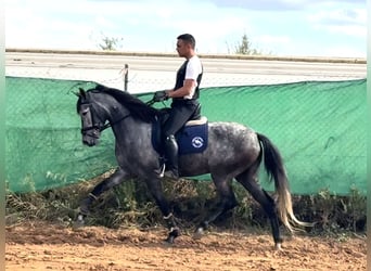 Koń andaluzyjski Mix, Klacz, 6 lat, 158 cm, Siwa