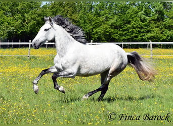 Koń andaluzyjski, Klacz, 6 lat, 159 cm, Siwa