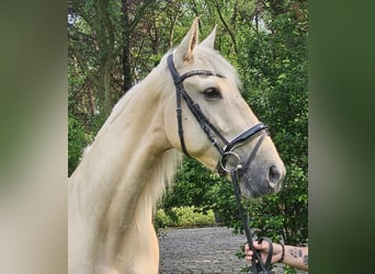 Koń andaluzyjski, Klacz, 6 lat, 160 cm, Izabelowata