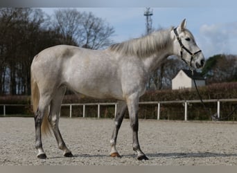 Koń andaluzyjski, Klacz, 6 lat, 160 cm, Siwa jabłkowita