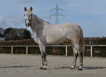 Koń andaluzyjski, Klacz, 6 lat, 160 cm, Siwa jabłkowita