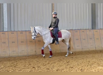 Koń andaluzyjski, Klacz, 6 lat, 160 cm, Siwa