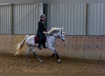 Koń andaluzyjski, Klacz, 6 lat, 160 cm, Siwa