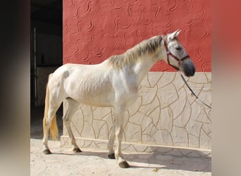 Koń andaluzyjski, Klacz, 6 lat, 161 cm, Siwa