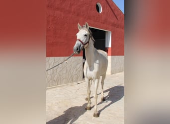 Koń andaluzyjski, Klacz, 6 lat, 161 cm, Siwa
