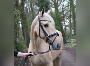 Koń andaluzyjski, Klacz, 6 lat, 162 cm, Izabelowata