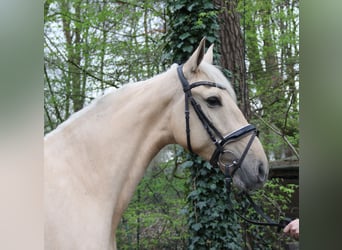 Koń andaluzyjski, Klacz, 6 lat, 162 cm, Izabelowata