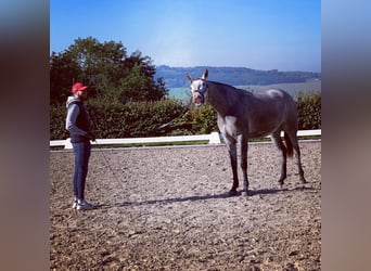 Koń andaluzyjski, Klacz, 6 lat, 163 cm, Formy Brown Falb