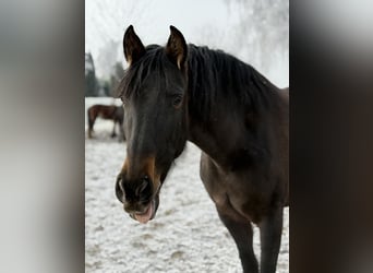 Koń andaluzyjski, Klacz, 6 lat, 163 cm, Gniada
