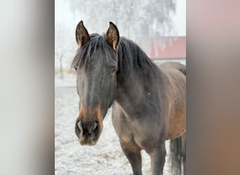 Koń andaluzyjski, Klacz, 6 lat, 163 cm, Gniada