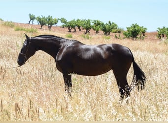 Koń andaluzyjski, Klacz, 6 lat, 163 cm, Kara