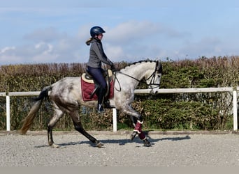 Koń andaluzyjski, Klacz, 6 lat, 163 cm, Siwa jabłkowita