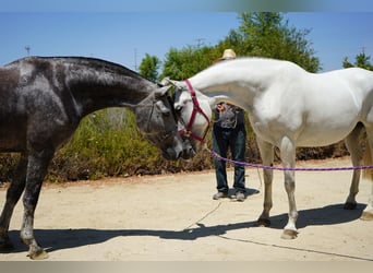 Koń andaluzyjski, Klacz, 6 lat, 163 cm, Siwa