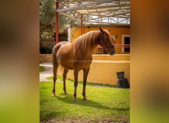 Koń andaluzyjski, Klacz, 6 lat, 167 cm, Kasztanowata