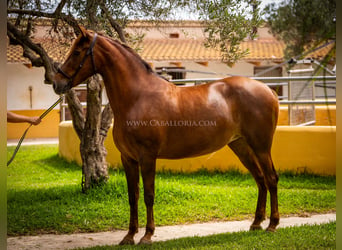 Koń andaluzyjski, Klacz, 6 lat, 167 cm, Kasztanowata