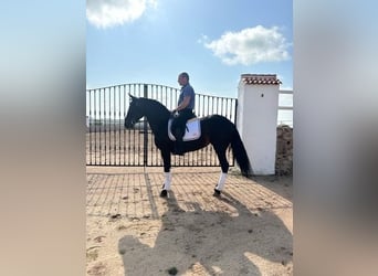 Koń andaluzyjski, Klacz, 6 lat, Ciemnogniada