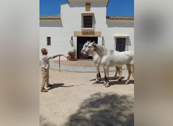 Koń andaluzyjski, Klacz, 6 lat, Siwa